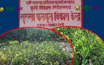 हिउँदे बिरूवा रोप्नको लागि अहिले ८ वर्ष यताकै उत्तम समय
